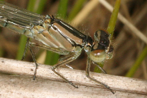 Enallagma carunculatum - The Tule Bluet (a pond damselfly)