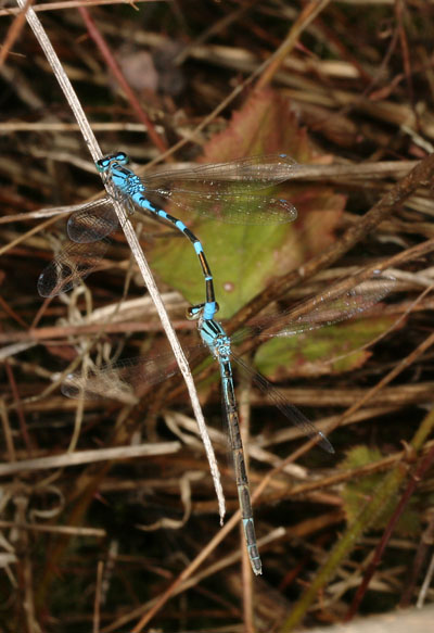 Enallagma carunculatum - The Tule Bluet (a pond damselfly)
