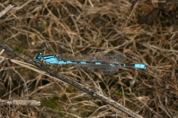 Enallagma carunculatum - The Tule Bluet (a pond damselfly)