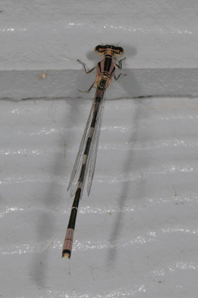 Enallagma carunculatum - The Tule Bluet (a pond damselfly)