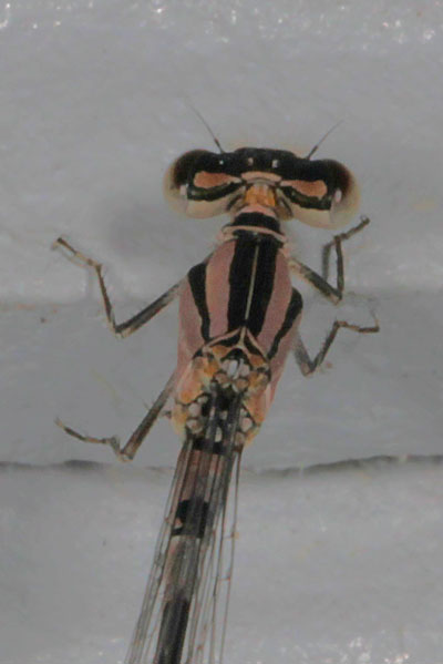 Enallagma carunculatum - The Tule Bluet (a pond damselfly)