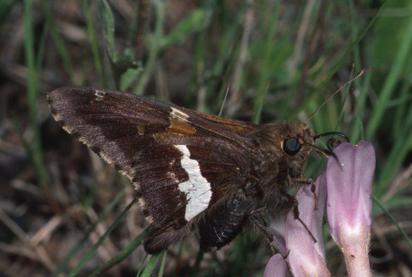 Epargyreus clarus clarus - The Silver-spotted Skipper