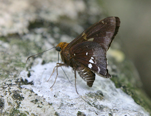 Epargyreus aspina - The Spineless Silverdrop