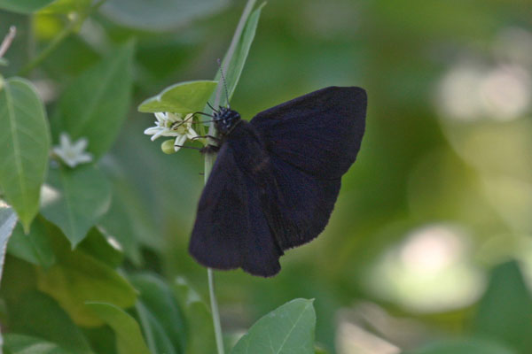 Ephyriades arcas philemon - The Tropical Duskywing