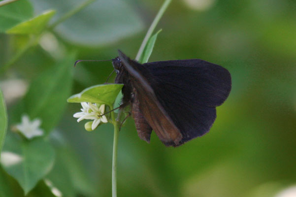 Ephyriades arcas philemon - The Tropical Duskywing