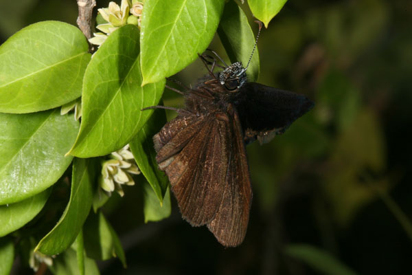 Ephyriades arcas philemon - The Tropical Duskywing