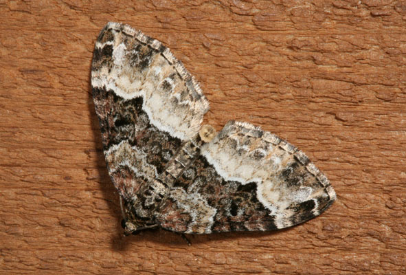 Epirrhoe alternaa - The White-banded Toothed Carpet Moth