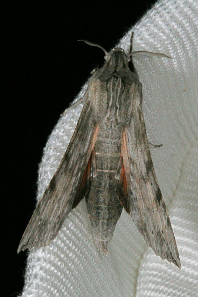 Erinnyis oenotrus - The Oenotrus Sphinx