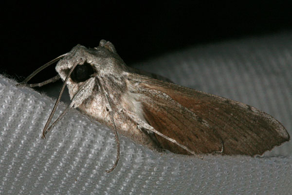 Erinnyis oenotrus - The Oenotrus Sphinx