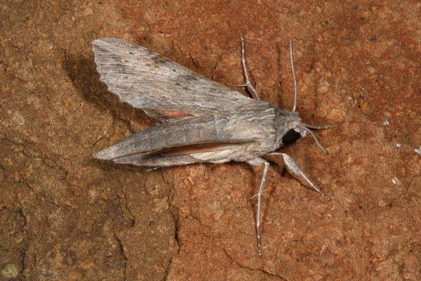 Erinnyis oenotrus - The Oenotrus Sphinx