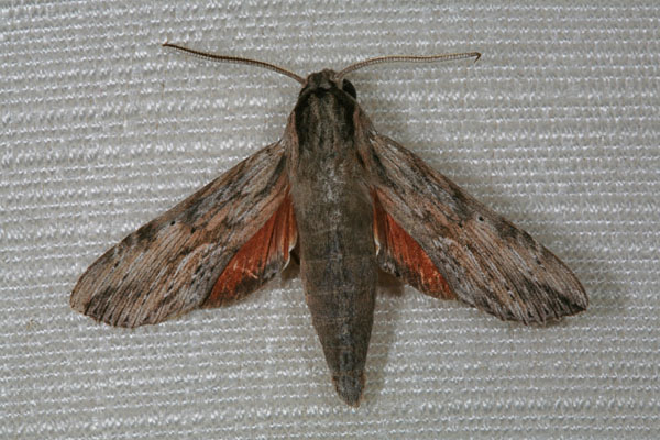 Erinnyis oenotrus - The Oenotrus Sphinx