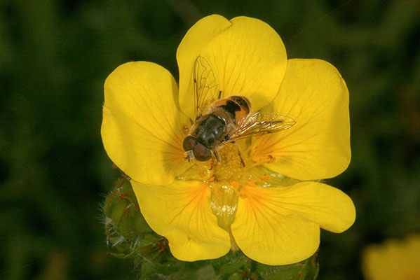 Eristalis arbustorum