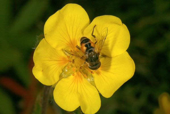 Eristalis arbustorum