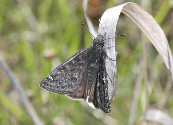 Erynnis propertius - The Propertius Duskywing