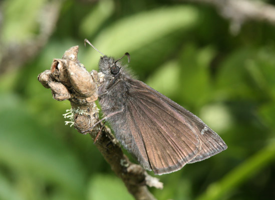 Erynnis propertius - The Propertius Duskywing