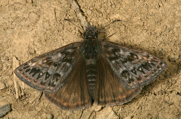 Erynnis propertius - The Propertius Duskywing