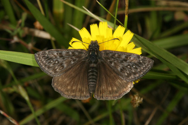 Erynnis propertius - The Propertius Duskywing