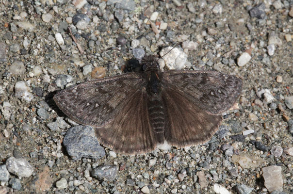 Erynnis propertius - The Propertius Duskywing