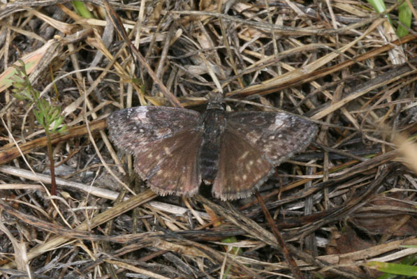 Erynnis propertius - The Propertius Duskywing
