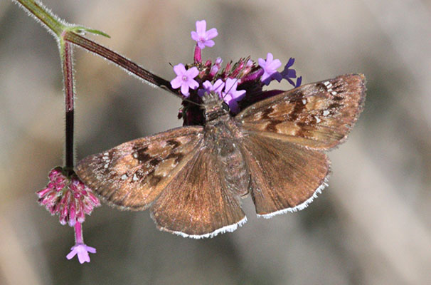 Erynnis t. tristis - The Mournful Duskywing