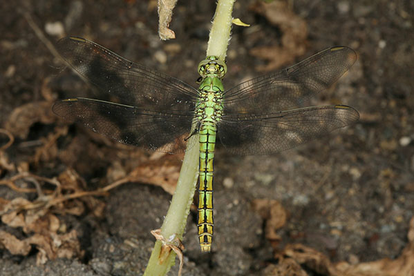 Erythemis collocata - The Western Pondhawk)