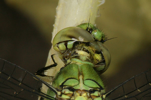 Erythemis collocata - The Western Pondhawk)