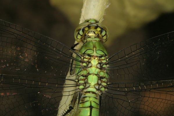 Erythemis collocata - The Western Pondhawk)