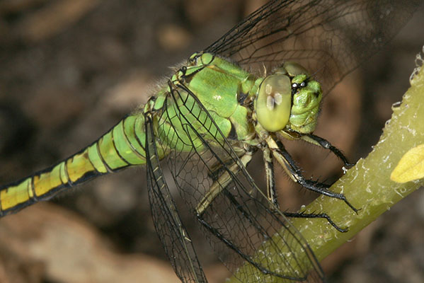 Erythemis collocata - The Western Pondhawk)