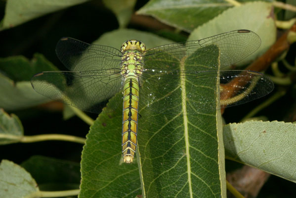 Erythemis collocata - The Western Pondhawk)