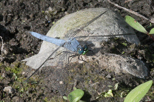 Erythemis collocata - The Western Pondhawk)