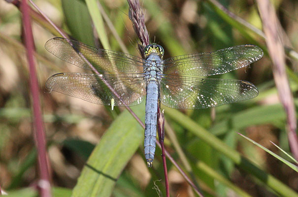 Erythemis collocata - The Western Pondhawk)