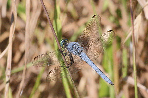 Erythemis collocata - The Western Pondhawk)