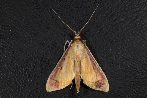 Eulepte gastralis