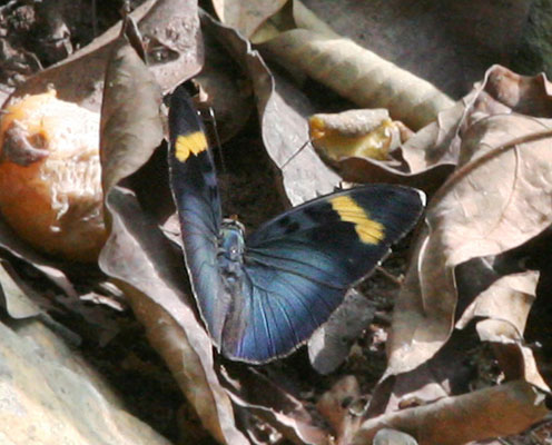 Euphaedra medon medon - The Widespread Forester