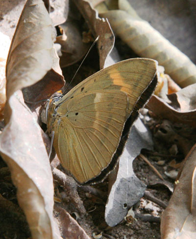 Euphaedra medon medon - The Widespread Forester