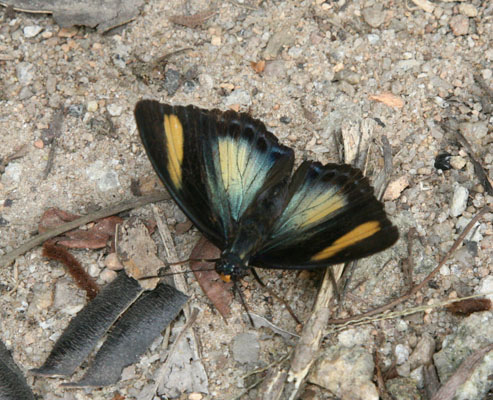 Euphaedra themis themis - The Common Themis Forester