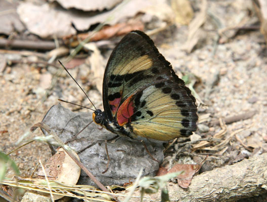 Euphaedra themis themis - The Common Themis Forester