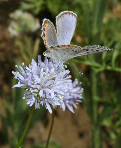 Euphilotes e. enoptes - The Pacific Dotted Blue