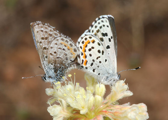 Euphilotes e. enoptes - The Pacific Dotted Blue