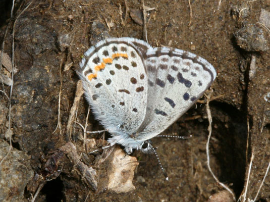 Euphilotes e. enoptes - The Pacific Dotted Blue