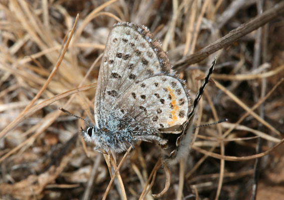 Euphilotes e. enoptes - The Pacific Dotted Blue