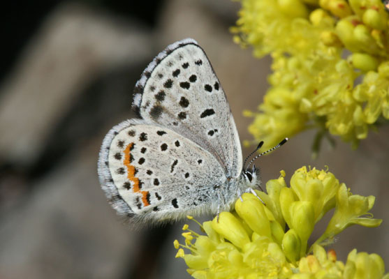 Euphilotes e. enoptes - The Pacific Dotted Blue