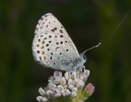 Euphilotes e. enoptes - The Pacific Dotted Blue