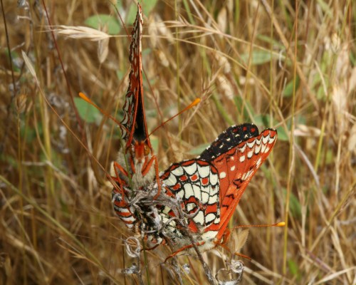 Euphydryas chalcedona chalcedona - The Chalcedona Checkerspot or Variable Checkerspot in copula