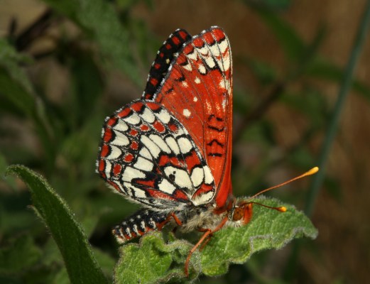 Euphydryas chalcedona chalcedona - The Chalcedona Checkerspot or Variable Checkerspot