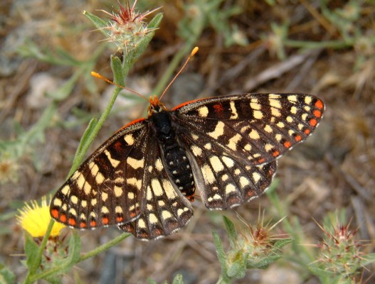 Euphydryas chalcedona chalcedona - The Chalcedona Checkerspot or Variable Checkerspot