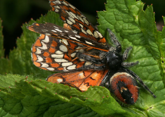 Euphydryas chalcedona colon - The Chalcedona Checkerspot or Variable Checkerspot