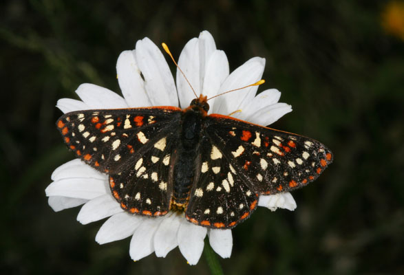 Euphydryas chalcedona colon - The Chalcedona Checkerspot or Variable Checkerspot