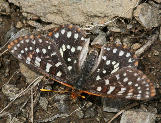 Euphydryas chalcedona macglashanii - The Chalcedona Checkerspot or Variable Checkerspot