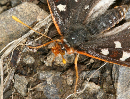 Euphydryas chalcedona macglashanii - The Chalcedona Checkerspot or Variable Checkerspot